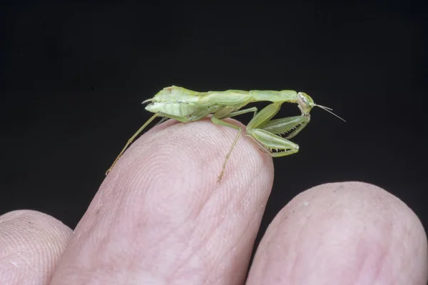 Pequeño Bebé Verde Ninfa Mantis Religiosa — Foto de Stock