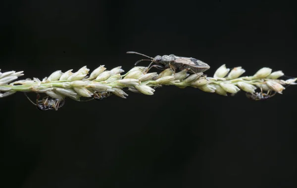 Primer Plano Oxycarenus Hyalinipennis — Foto de Stock