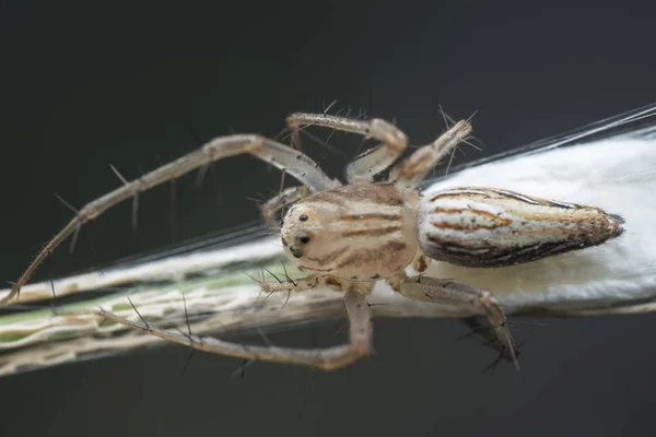 Closeup Female Lynx Spider — Stock Photo, Image