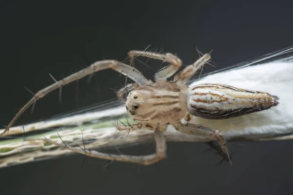 Close Com Aranha Lince Fêmea — Fotografia de Stock