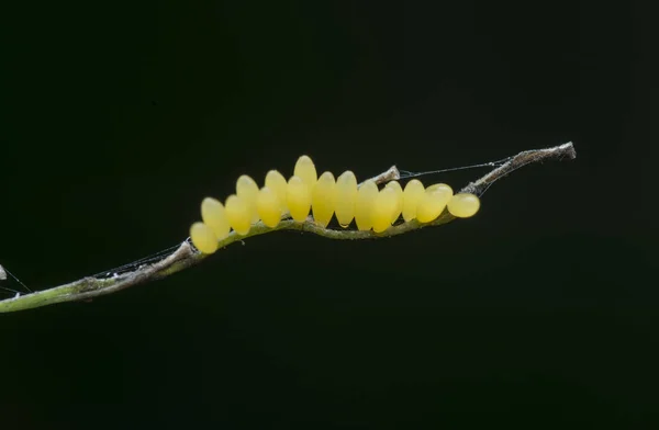 Coccinellidae yumurtalarıyla çok yakın çekim.