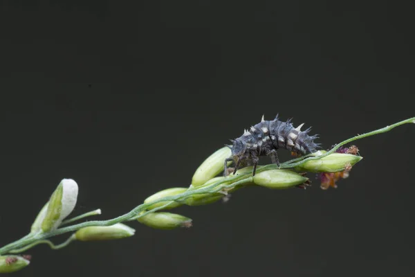 Primo Piano Con Piccole Larve Coccinella — Foto Stock