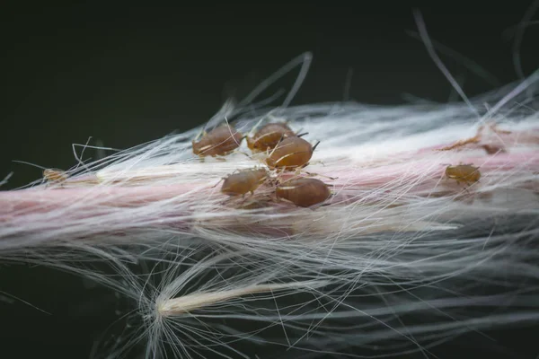 진딧물 위에서 먹이를 — 스톡 사진