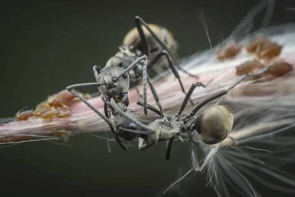Polyrhachis Bucea Hormigas Alimentándose Sobre Los Pulgones — Foto de Stock