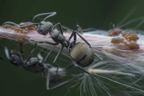 Polyrhachis Bucea Hormigas Alimentándose Sobre Los Pulgones — Foto de Stock