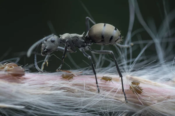 Polyrhachis Mergulha Formigas Que Alimentam Sobre Pulgões — Fotografia de Stock