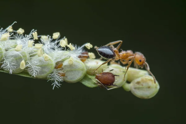 Detailní Záběr Carpentera Mravence — Stock fotografie