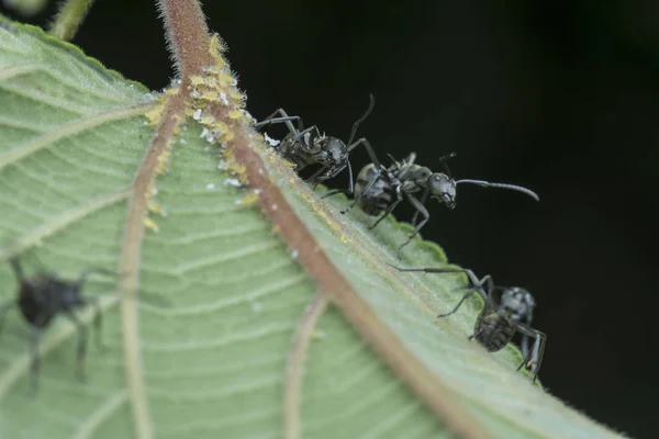 Polyrhachis Mergulha Formigas Que Alimentam Sobre Pulgões — Fotografia de Stock