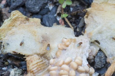 Küçük kırmızı meyve sinekleri.