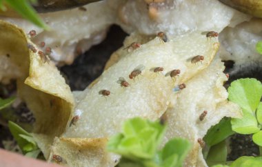 Küçük kırmızı meyve sinekleri.