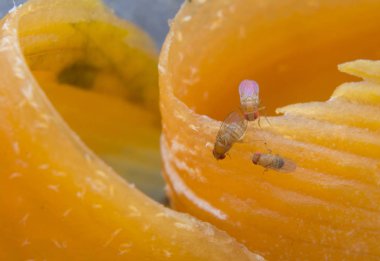 Küçük kırmızı meyve sinekleri.
