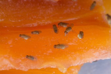 Küçük kırmızı meyve sinekleri.