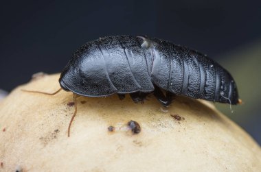 Blattodea böceğinin yakın plan çekimi.