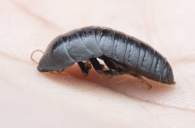 Blattodea böceğinin yakın plan çekimi.