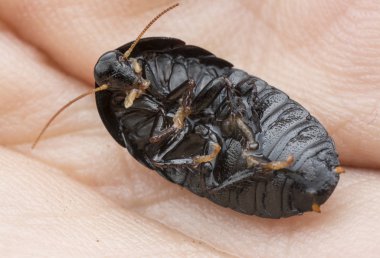 Blattodea böceğinin yakın plan çekimi.