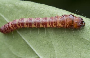 cerambycidae veya mücevher böceği larvası.