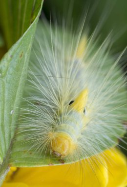 closeup with tussock moth caterpillar clipart