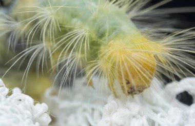 Tussock güve tırtılı ile yakın çekim