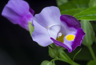 menekşe torenia fournieri lind makro shot