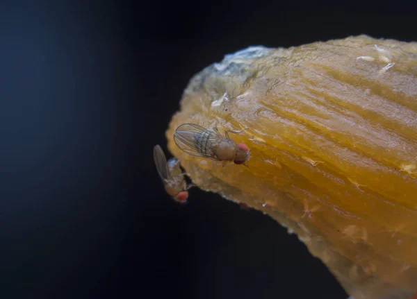 Pequeños Pequeños Mosquitos Frutas Rojas — Foto de Stock