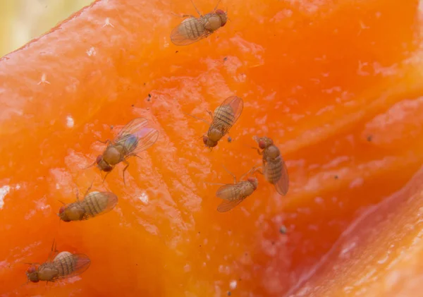 Small Tiny Red Fruit Gnats — Stock Photo, Image