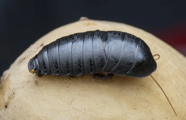 Närbild Skott Blattodea Insekt — Stockfoto