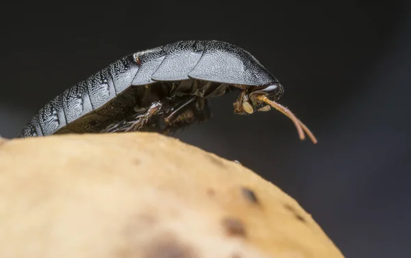 Närbild Skott Blattodea Insekt — Stockfoto
