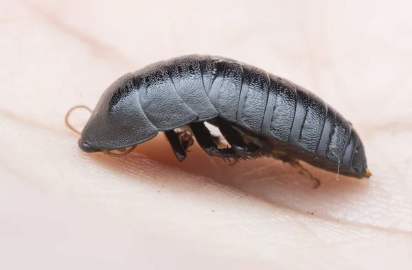 Blattodea Böceğinin Yakın Plan Çekimi — Stok fotoğraf