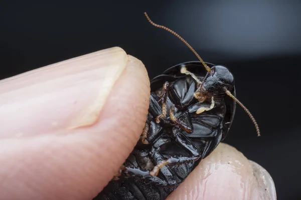 Zbliżenie Ujęcia Owada Blattodea — Zdjęcie stockowe