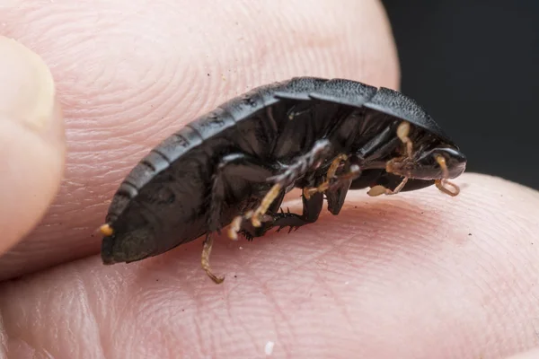 Närbild Skott Blattodea Insekt — Stockfoto