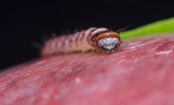 Cerambycidae Larvas Escarabajo Joya — Foto de Stock