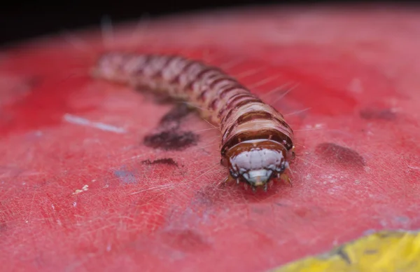 Cerambycidae Προνύμφες Σκαθαριού — Φωτογραφία Αρχείου