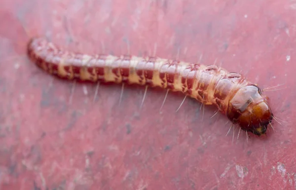 Cerambycidae Nebo Larvy Drahokamů — Stock fotografie