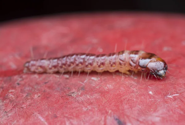 자궁경부과 딱정벌레 — 스톡 사진