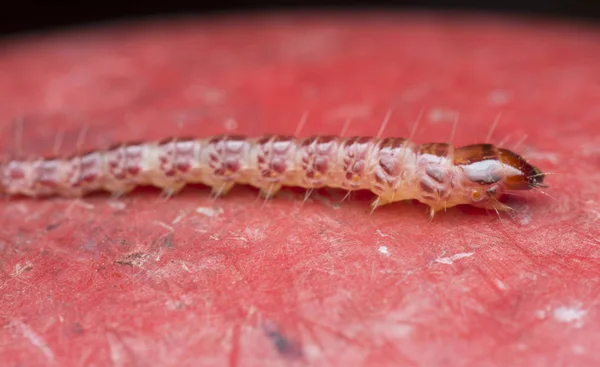 Kerambycidae Eller Juvelskalbaggslarver — Stockfoto