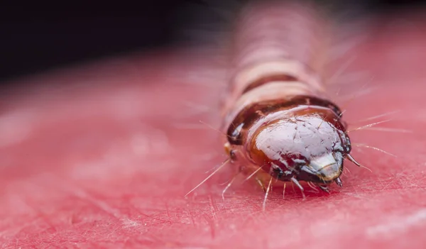 자궁경부과 딱정벌레 — 스톡 사진