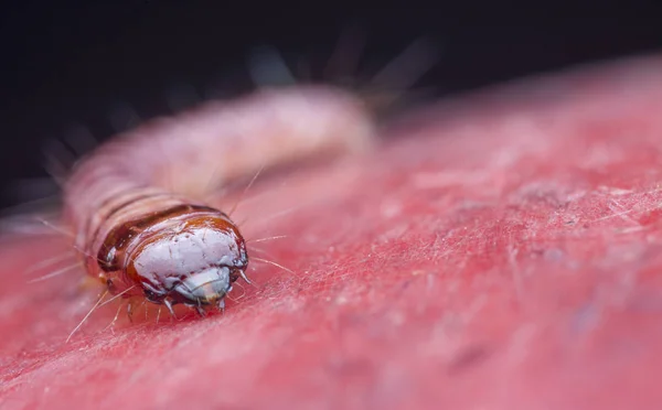 Cerambycidae Larvas Besouro Das Jóias — Fotografia de Stock