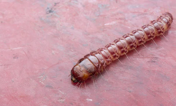 Cerambycidae Jewel Beetle Larvae — Stock Photo, Image