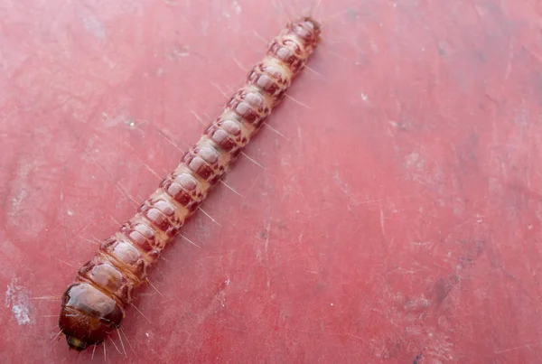 Cerambycidae Личинки Жуков Драгоценных Камней — стоковое фото