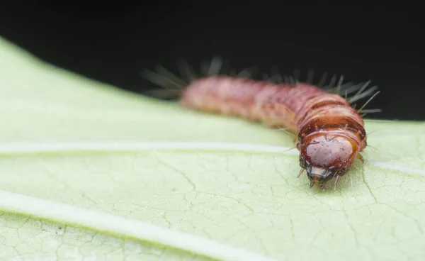 Cerambycidae Vagy Ékszerbogár Lárvák — Stock Fotó