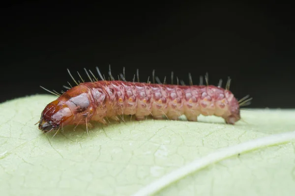 Cerambycidae Jewel Beetle Larvae — Stock Photo, Image