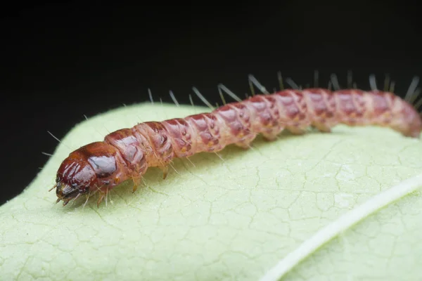 Cerambycidae Oder Schmuckkäferlarven — Stockfoto
