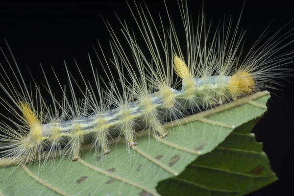 Closeup Tussock Moth Caterpillar — Stock Photo, Image