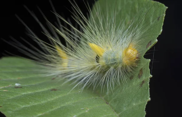 タツノオトシゴの毛虫との接近 — ストック写真
