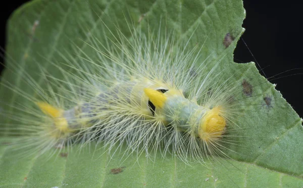 Primo Piano Con Bruco Tigre Tussock — Foto Stock