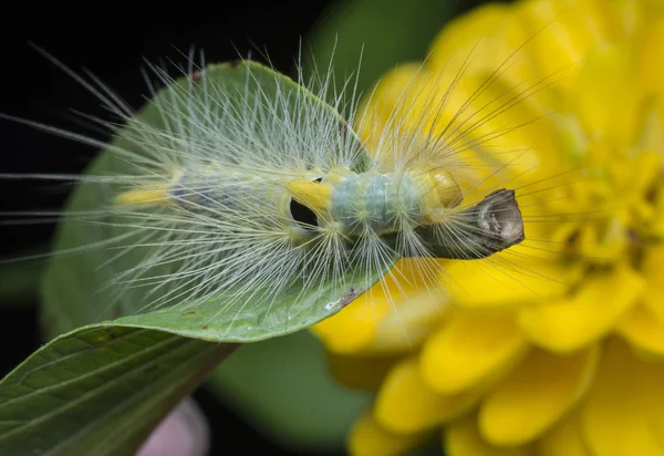 Primo Piano Con Bruco Tigre Tussock — Foto Stock