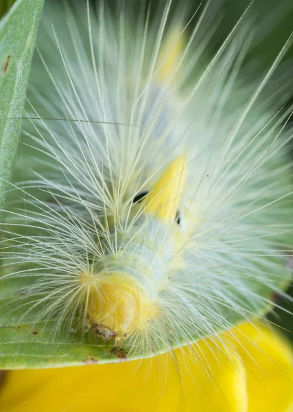 Közelkép Tussock Molylepke Hernyó — Stock Fotó