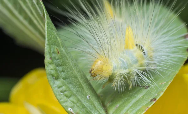 Closeup Tussock Moth Caterpillar — Stock Photo, Image