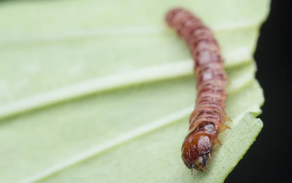 Cerambycidae Jewel Beetle Larvae — Stock Photo, Image