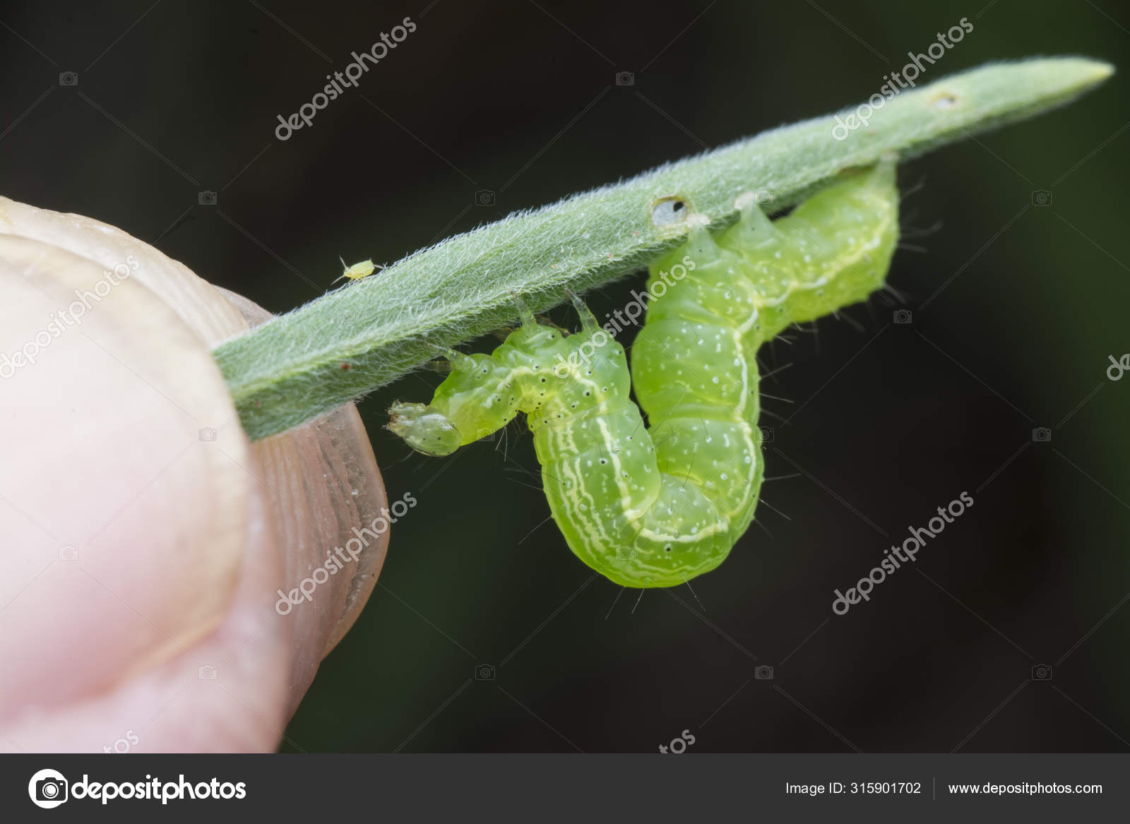 Cabbage Semilooper Thysanoplusia Orichalcea Noctuidae Caterpillar Stock